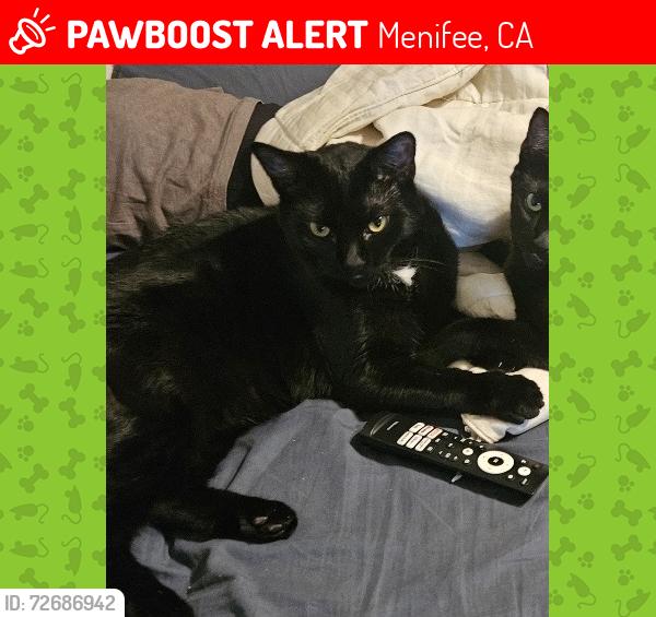 Lost Male Cat last seen la la piedra& Bradley, Menifee, CA 92584