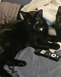 Lost Male Cat last seen la la piedra& Bradley, Menifee, CA 92584