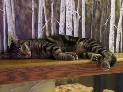 Lost Female Cat last seen Old Dixie hwy, Titusville, FL 32796