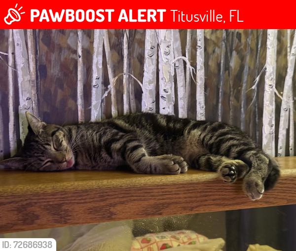 Lost Female Cat last seen Old Dixie hwy, Titusville, FL 32796