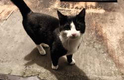 Found/Stray Male Cat last seen Broadway and SE Everett Mall Way , Everett, WA 98203