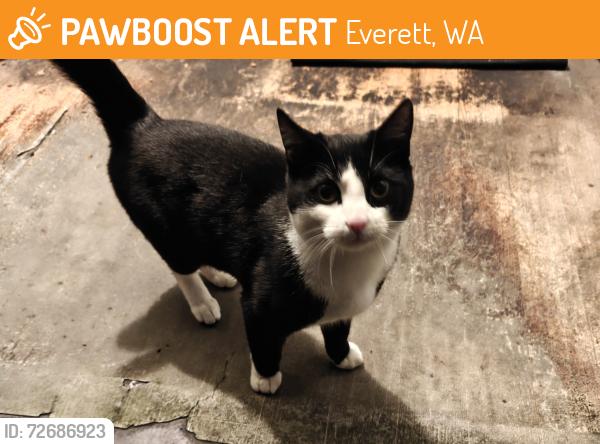 Found/Stray Male Cat last seen Broadway and SE Everett Mall Way , Everett, WA 98203