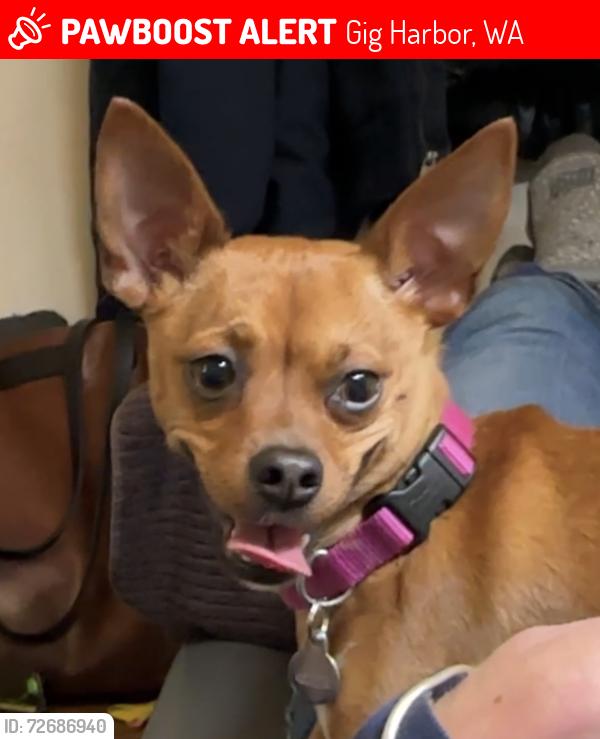 Lost Female Dog last seen Reid Drive NW & 49th Court NE, Gig Harbor, WA 98335