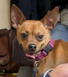 Lost Female Dog last seen Reid Drive NW & 49th Court NE, Gig Harbor, WA 98335