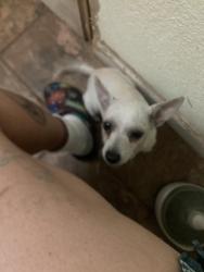 Found/Stray Female Dog last seen Miller and Cornejo Modesto, Modesto, CA 95354