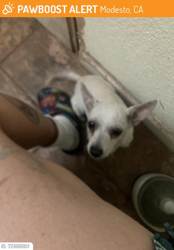Found/Stray Female Dog last seen Miller and Cornejo Modesto, Modesto, CA 95354
