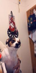 Lost Female Dog last seen Across from Spears Funeral in Brandonville, Bruceton Mills, WV 26525