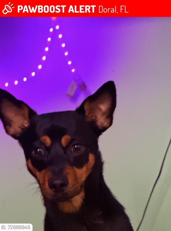 Lost Male Dog last seen Near NW 102nd pl, Doral, FL 33178