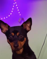 Lost Male Dog last seen Near NW 102nd pl, Doral, FL 33178