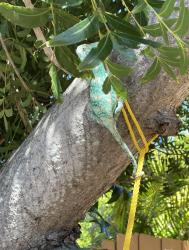 Found/Stray Unknown Reptile last seen Field and Grandview, San Diego, CA 92110