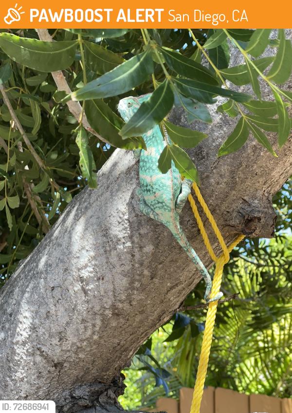 Found/Stray Unknown Reptile last seen Field and Grandview, San Diego, CA 92110