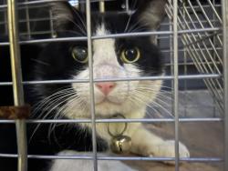 Found/Stray Male Cat last seen Eldridge and bissonnet, Keegans Wood, TX 77498