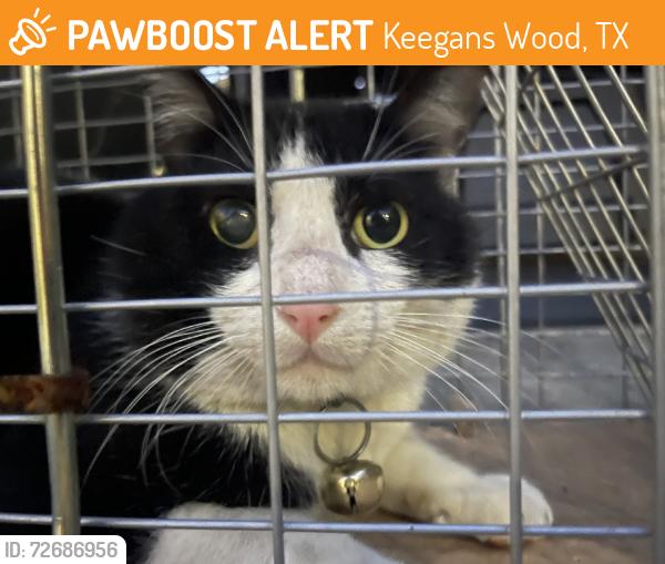 Found/Stray Male Cat last seen Eldridge and bissonnet, Keegans Wood, TX 77498