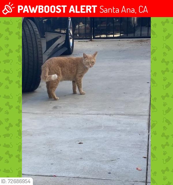Lost Male Cat last seen Rait & mcfaden , Santa Ana, CA 92703