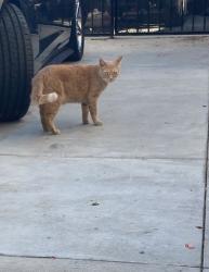 Lost Male Cat last seen Rait & mcfaden , Santa Ana, CA 92703