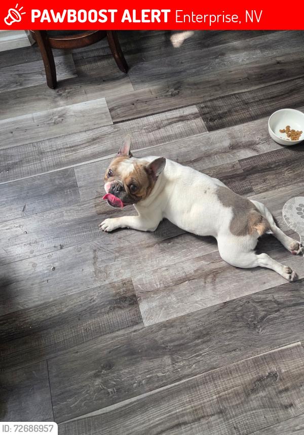 Lost Male Dog last seen Near Cestrum rd, Enterprise, NV 89113