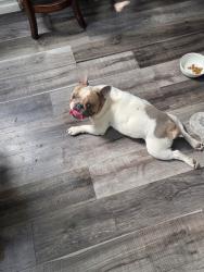Lost Male Dog last seen Near Cestrum rd, Enterprise, NV 89113