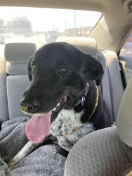 Found/Stray Female Dog last seen 71st St and Lynn Lane by Maverik Gas Station in Broken Arrow, Broken Arrow, OK 74012