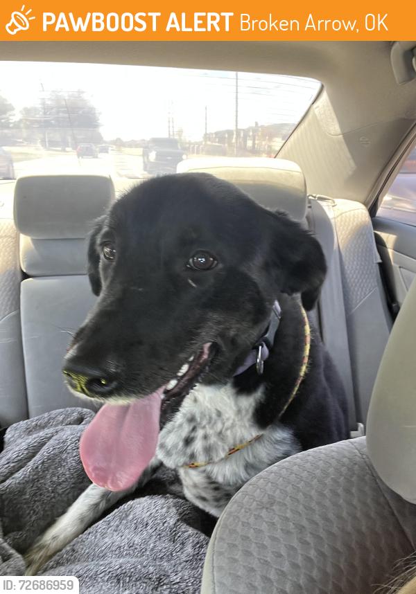 Found/Stray Female Dog last seen 71st St and Lynn Lane by Maverik Gas Station in Broken Arrow, Broken Arrow, OK 74012