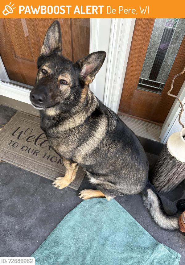 Found/Stray Female Dog last seen County Road U, De Pere, WI 54115