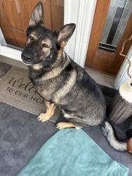 Found/Stray Female Dog last seen County Road U, De Pere, WI 54115