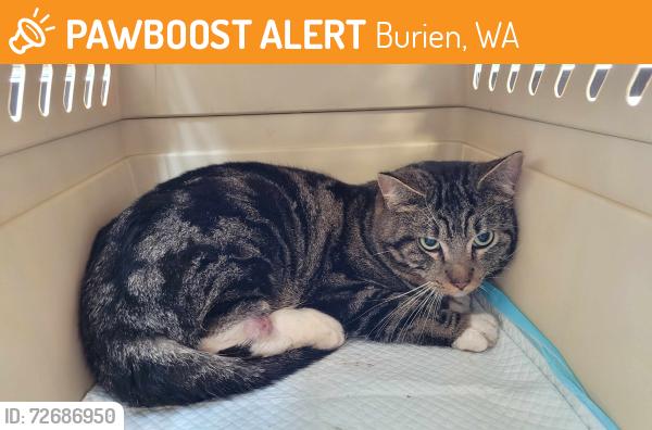 Found/Stray Male Cat last seen Kush 21 on Des Moines Way & Skyway Towing on 176th & 10th Ave S, Burien, WA 98148