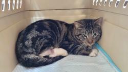 Found/Stray Male Cat last seen Kush 21 on Des Moines Way & Skyway Towing on 176th & 10th Ave S, Burien, WA 98148