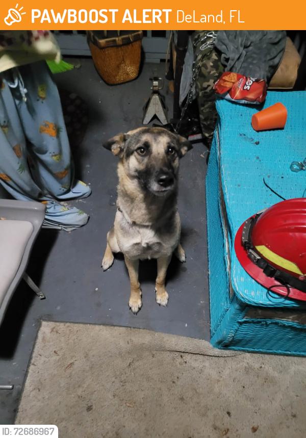 Found/Stray Female Dog last seen Across from the cemetery , DeLand, FL 32720
