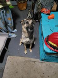 Found/Stray Female Dog last seen Across from the cemetery , DeLand, FL 32720