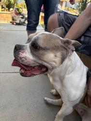 Found/Stray Female Dog last seen Perris, Iris, Moreno Valley, CA 92551
