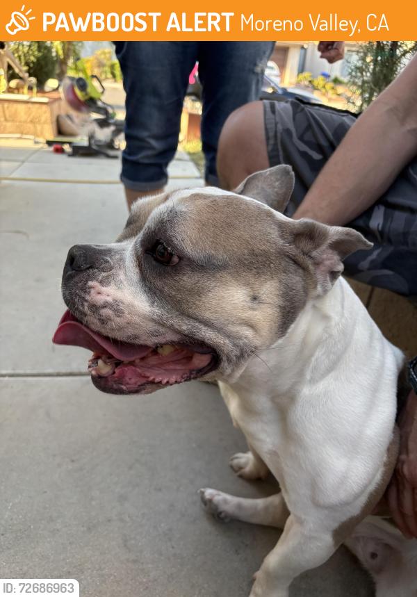 Found/Stray Female Dog last seen Perris, Iris, Moreno Valley, CA 92551