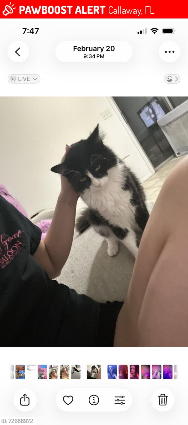 Lost Male Cat last seen N kimbrel ave and Lois st , Callaway, FL 32404