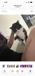 Lost Male Cat last seen N kimbrel ave and Lois st , Callaway, FL 32404