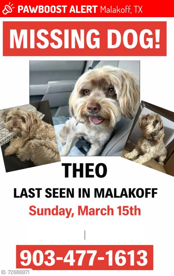 Lost Male Dog last seen Near east pine , Malakoff, TX 75148