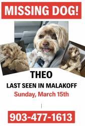 Lost Male Dog last seen Near east pine , Malakoff, TX 75148