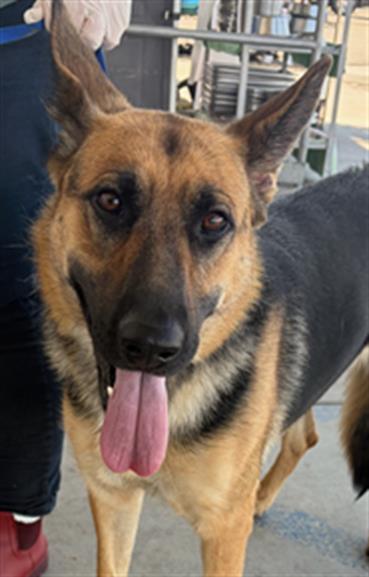 Shelter Stray Female Dog last seen Near BLOCK ROSEDALE HWY, BAKERSFIELD CA 93308, Bakersfield, CA 93308