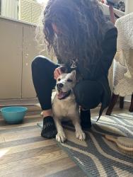 Found/Stray Female Dog last seen Sylvan Ave, Akron, OH 44306