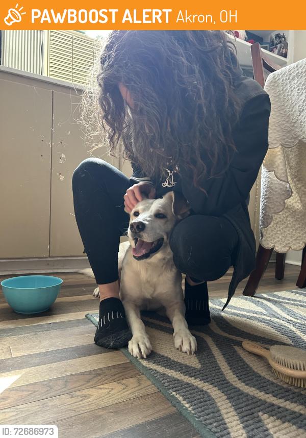 Found/Stray Female Dog last seen Sylvan Ave, Akron, OH 44306