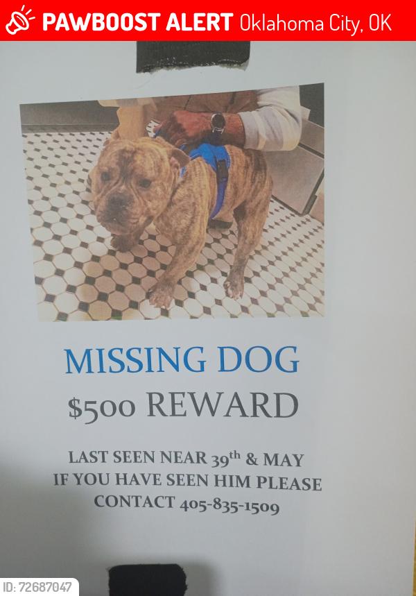 Lost Male Dog last seen 39th north may, Oklahoma City, OK 73112