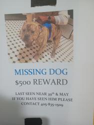 Lost Male Dog last seen 39th north may, Oklahoma City, OK 73112
