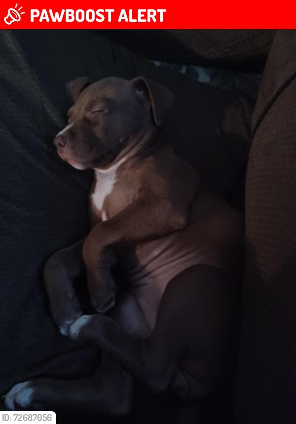 Lost Female Dog last seen Near the dumpster in south mor south Charleston wv apmts , South Charleston, WV 25309
