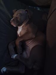 Lost Female Dog last seen Near the dumpster in south mor south Charleston wv apmts , South Charleston, WV 25309