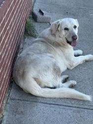 Found/Stray Female Dog last seen Byers Clinic, Byers, CO 80103