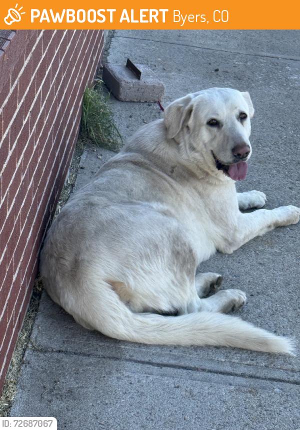Found/Stray Female Dog last seen Byers Clinic, Byers, CO 80103
