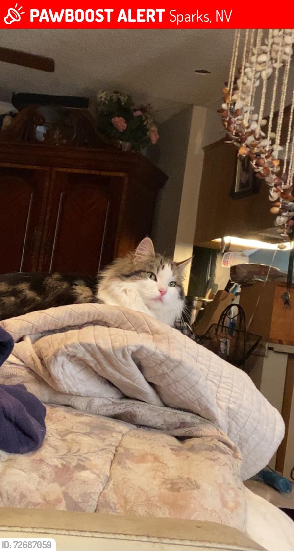 Lost Female Cat last seen Emigrant Storage, Marinas Edge , Sparks, NV 89434