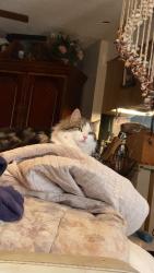 Lost Female Cat last seen Emigrant Storage, Marinas Edge , Sparks, NV 89434