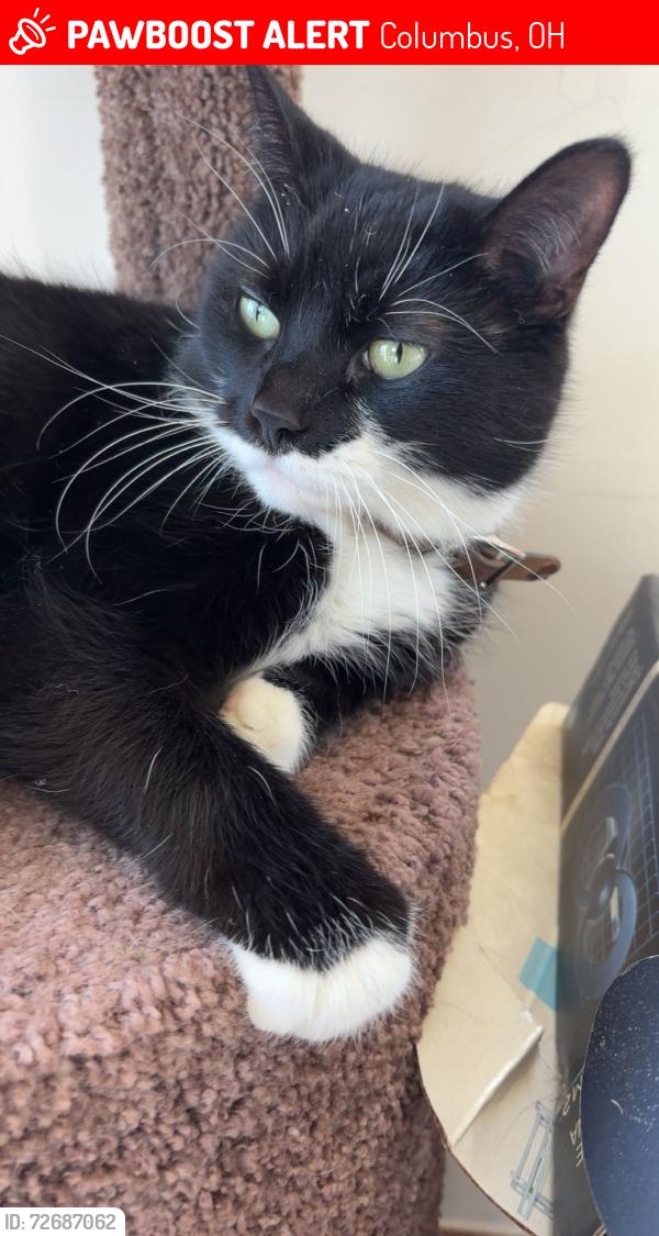 Lost Male Cat last seen E . Deshler and S. Washington Ave., Columbus, OH 43206