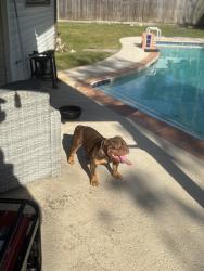Found/Stray Male Dog last seen Ce king, Houston, TX 77044