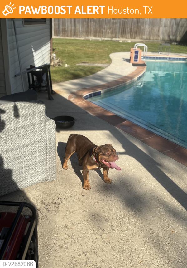 Found/Stray Male Dog last seen Ce king, Houston, TX 77044