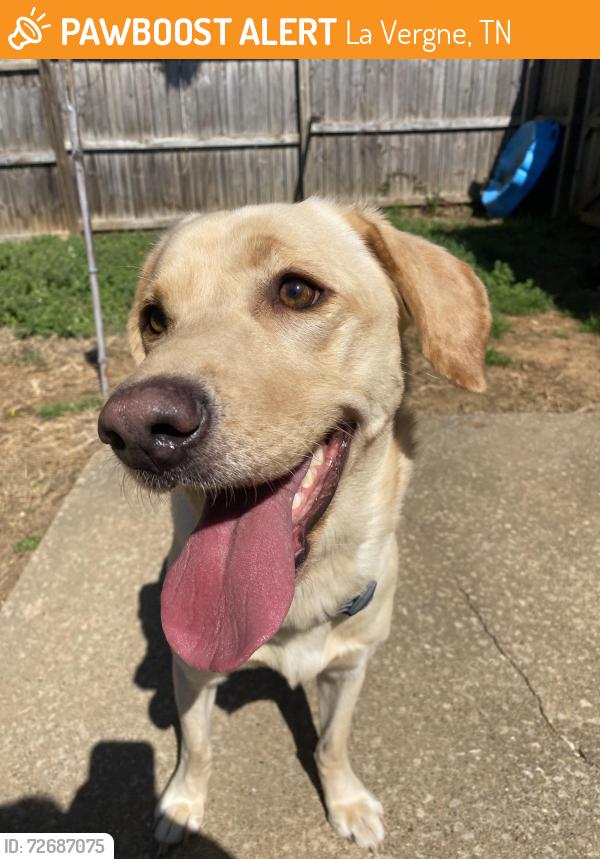 Found/Stray Female Dog last seen Near Waldron rd, La Vergne, TN 37086
